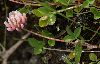 <em>Trifolium pallescens</em>